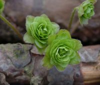 Fully double green flowers 